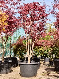 Acer pal. 'Fire Glow'