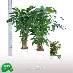 Lush Fishtail Palm Caryota mitis (650-725) Indoor House Plants