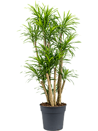 Graceful Dragon Tree Pleomele (Dracaena) 'Anita Variegata' Tall Indoor House Plants Trees