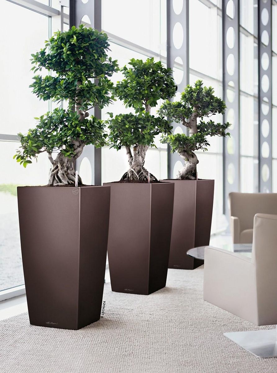 Ficus Microcarpa in LECHUZA CUBICO Self-watering Planter, Total Height 105 cm