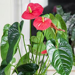 Blooming Anthuriums Set in 3 LECHUZA-PURO Self-watering Planters, Total Height 40 cm