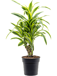 Colorful Corn Plant Dracaena fragrans 'Lemon Lime' Tall Indoor House Plants Trees
