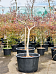 Acer pal. diss. 'Stella Rossa'