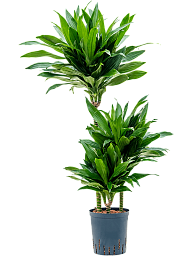 Photogenic Corn Plant Dracaena fragrans 'Green Jewel' Tall Indoor House Plants Trees