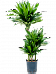 Photogenic Corn Plant Dracaena fragrans 'Green Jewel' Tall Indoor House Plants Trees