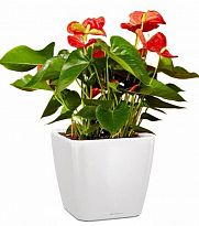 Potted House Plant Blooming Anthurium Andraeanum Scarlet in LECHUZA QU...