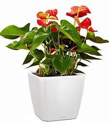 Blooming Anthurium Andraeanum Scarlet in LECHUZA QUADRO LS Self-watering Planter, Total Height 50 cm