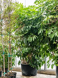 Cheerful Umbrella Tree Schefflera actinophylla 'Amate' Indoor House Plants