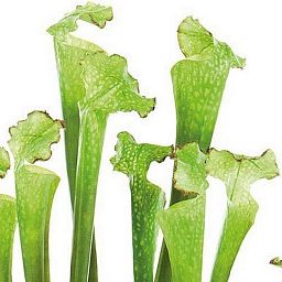 SARRACENIA Artificial Flower Plant