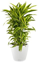Dracaena Fragrans Lemon Lime in LECHUZA CLASSICO Color Self-watering Planter, Total Height 150 cm