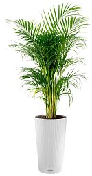 Chrysalidocarpus in LECHUZA CILINDRO Self-watering Planter, Total Height 150 cm