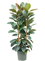 Lush Rubber Plant Ficus elastica 'Robusta' Indoor House Plants