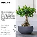 IDEALIST Lite Classic Smooth Bowl Outdoor Planter