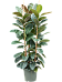 Lush Rubber Plant Ficus elastica 'Robusta' Indoor House Plants
