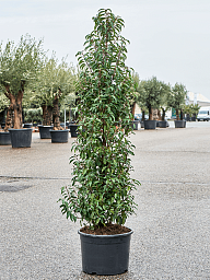 Lush Portugal Laurel Prunus lusitanica 'Angustifolia' Outdoor Plants