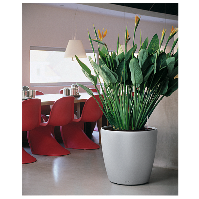 LECHUZA CLASSICO LS Round Poly Resin Self-watering Planter