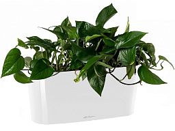 Golden Philodendron in LECHUZA DELTA Self-watering Planter, Total Height 40 cm