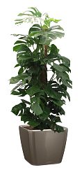Monstera Deliciosa in LECHUZA QUADRO LS 43 Self-watering Planter, Total Height 150 cm