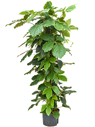 Lush Chestnut Vine Tetrastigma voinierianum Indoor House Plants