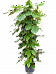 Lush Chestnut Vine Tetrastigma voinierianum Indoor House Plants
