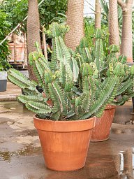 Photogenic African Milk Tree Euphorbia cooperi Indoor House Plants