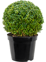 Photogenic Boxwood Buxus sempervirens