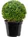 Photogenic Boxwood Buxus sempervirens