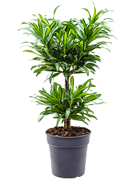 Fabulous Pleomele (Dracaena) reflexa 'Song of Jamaica' Tall Indoor House Plants Trees