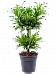 Fabulous Pleomele (Dracaena) reflexa 'Song of Jamaica' Tall Indoor House Plants Trees