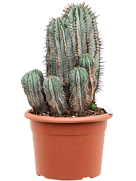 Easy-Care Euphorbia horrida Indoor House Plants