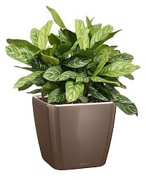 Aglaonema Stripes in LECHUZA QUADRO LS Self-watering Planter, Total Height 60 cm