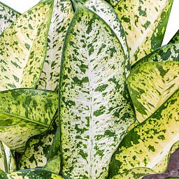 Lush Leopard Lily Dieffenbachia seguine 'Banana' Indoor House Plants