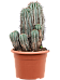 Easy-Care Euphorbia horrida Indoor House Plants