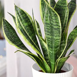 House Plant Care Mist Eco Refill Bottle Fertiliser by Plantsmith