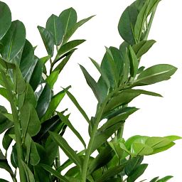 Zamio Zami Base Flame Retardant Artificial Tree Plant