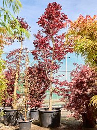 Acer pal. 'Fire Glow'