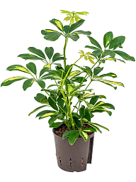 Delicate Umbrella Tree Schefflera arboricola 'Gold Capella' Indoor House Plants