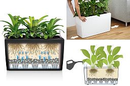 Blooming Anthurium Andraeanum Mix in LECHUZA CARARO Self-watering Planter, Total Height 80 cm