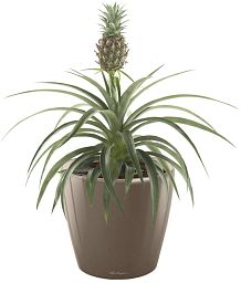 Champaca Pineapple in LECHUZA CLASSICO LS Self-watering Planter, Total Height 60 cm