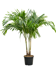 Lush Manila Palm Veitchia (Adonidia) merrillii (575-650) Indoor House Plants