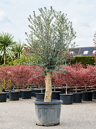 Showy Olive Olea europaea