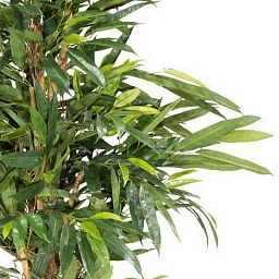 LONGIFOLIA ROYAL NATURAL Artificial Tree Plant