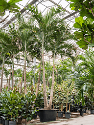 Lush Manila Palm Veitchia (Adonidia) merrillii (575-650) Indoor House Plants