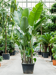 Tropical Bird of Paradise Strelitzia nicolai Indoor House Plants