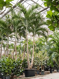 Lush Manila Palm Veitchia (Adonidia) merrillii (575-650) Indoor House Plants