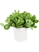 Eastern Prickly Pear Opuntia humifusa Indoor House Plants
