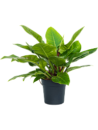 Lush Heart-Leaf Philodendron 'Imperial Green' Indoor House Plants