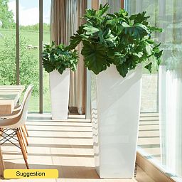 Lush Heart-Leaf Philodendron selloum Indoor House Plants