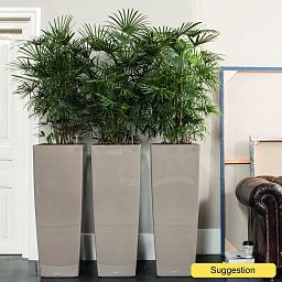 Elegant Lady Palm Rhapis humilis (150-180) Tall Indoor House Plants Trees