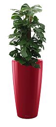 Monstera Deliciosa in LECHUZA RONDO Self-watering Planter, Total Height 150 cm